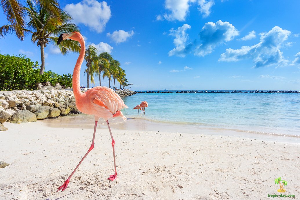 Как посетить пляж фламинго Аруба