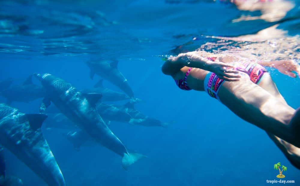 Новая Зеландия запретит купание с дельфинами
