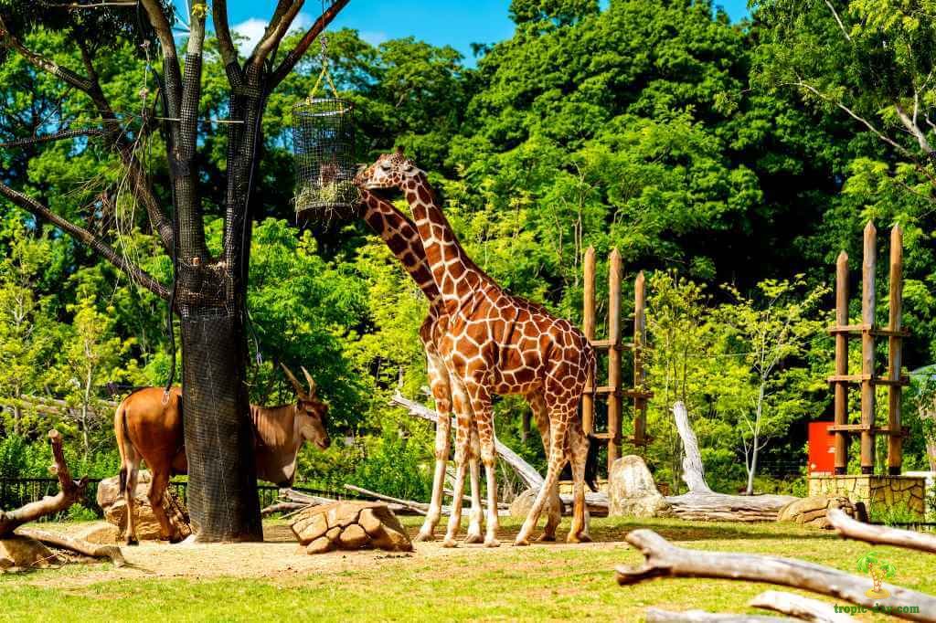 ТОП-5 самых крутых зоопарков в мире